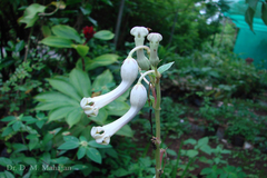 Ceropegia sahyadrica